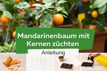 Mandarinenkerne einpflanzen: Mandarinenbaum züchten