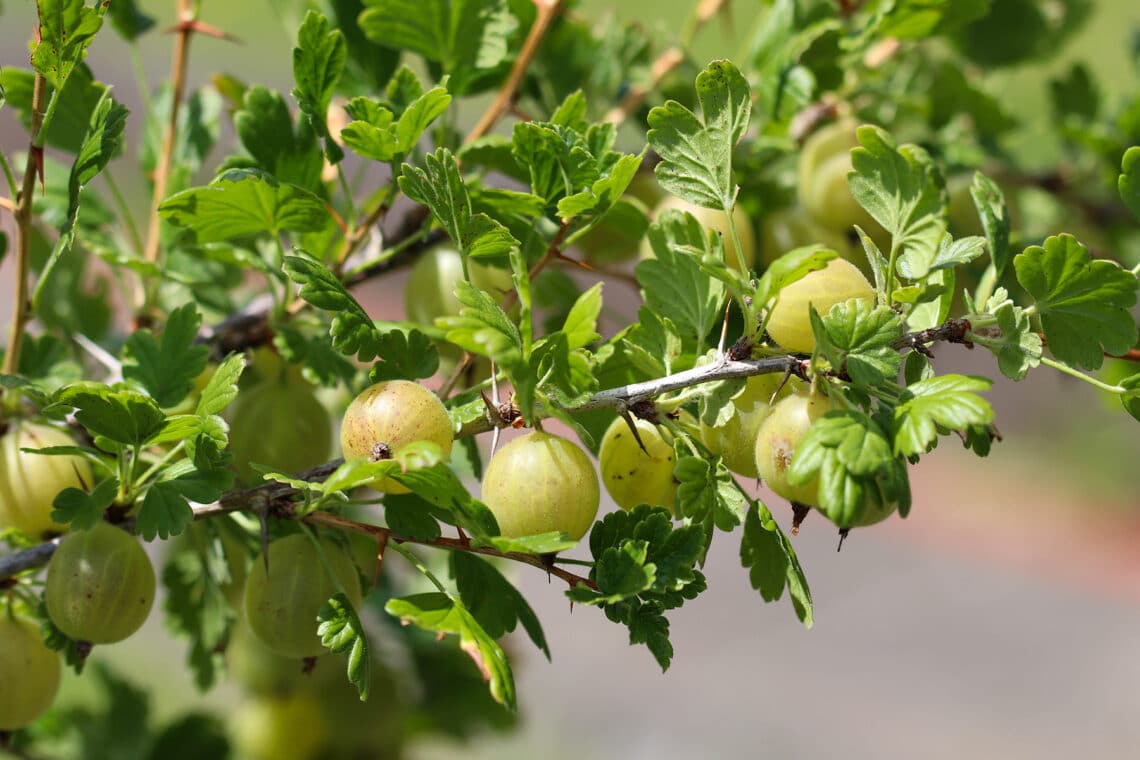 Stachelbeeren (Ribes uva - crispa)