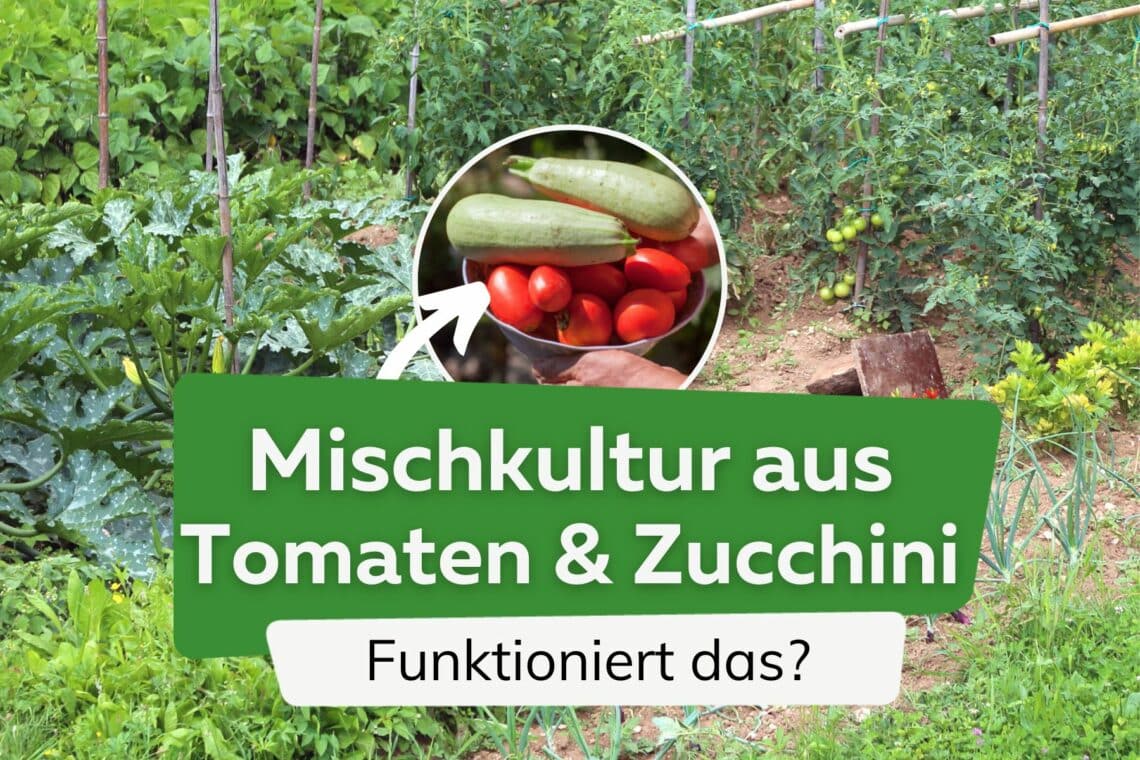 Tomaten und Zucchini zusammen pflanzen