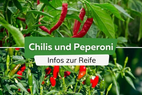 Wann werden Chilis und Peperoni rot?