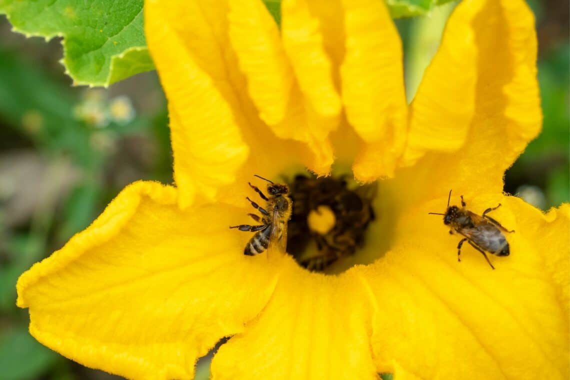 Bienen zur Bestäubung an Zucchiniblüte