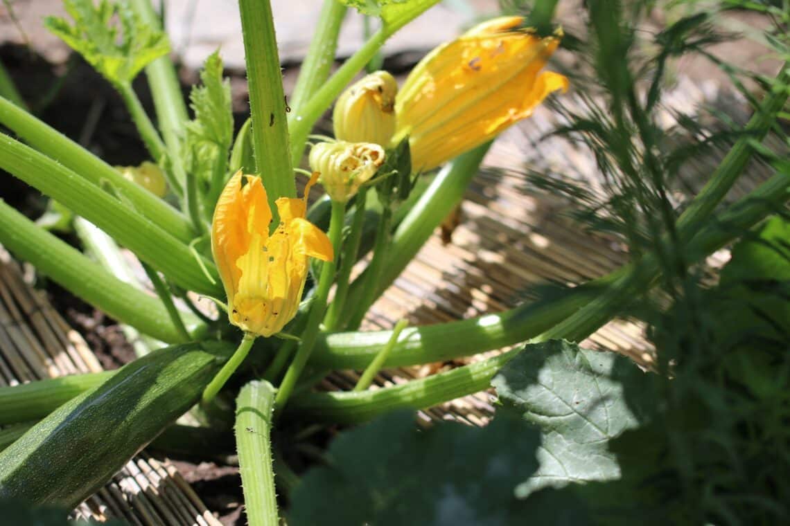 Zucchini-Blüten in der Sonne