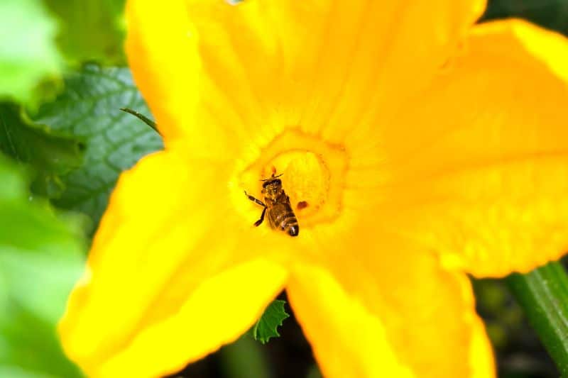 Biene zur Befruchtung auf Zucchiniblüte
