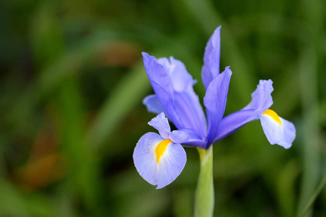 Zwergige Schwertlilie (Iris x barbata-nana)
