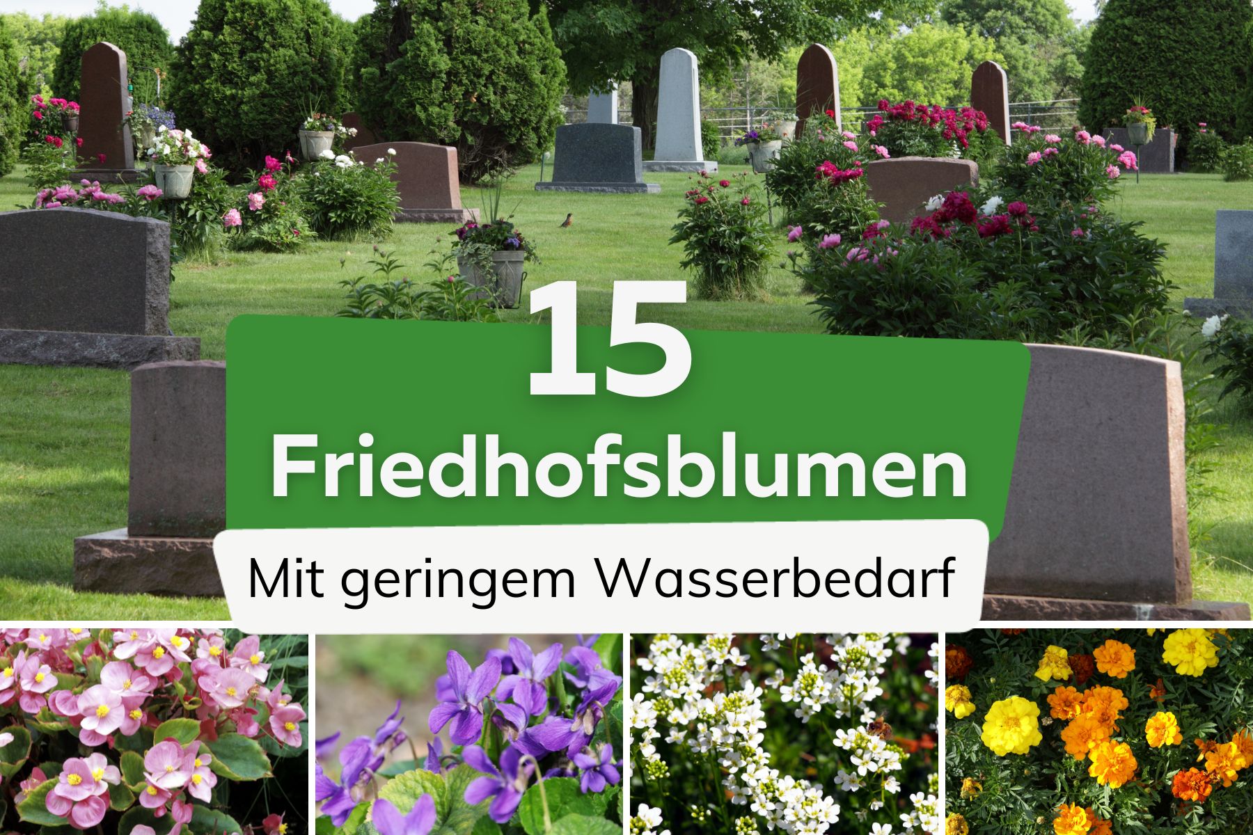 15 Blumen für den Friedhof für wenig Wasser