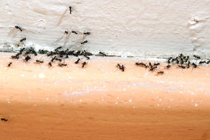 Ameisen auf Fußleisten im Haus