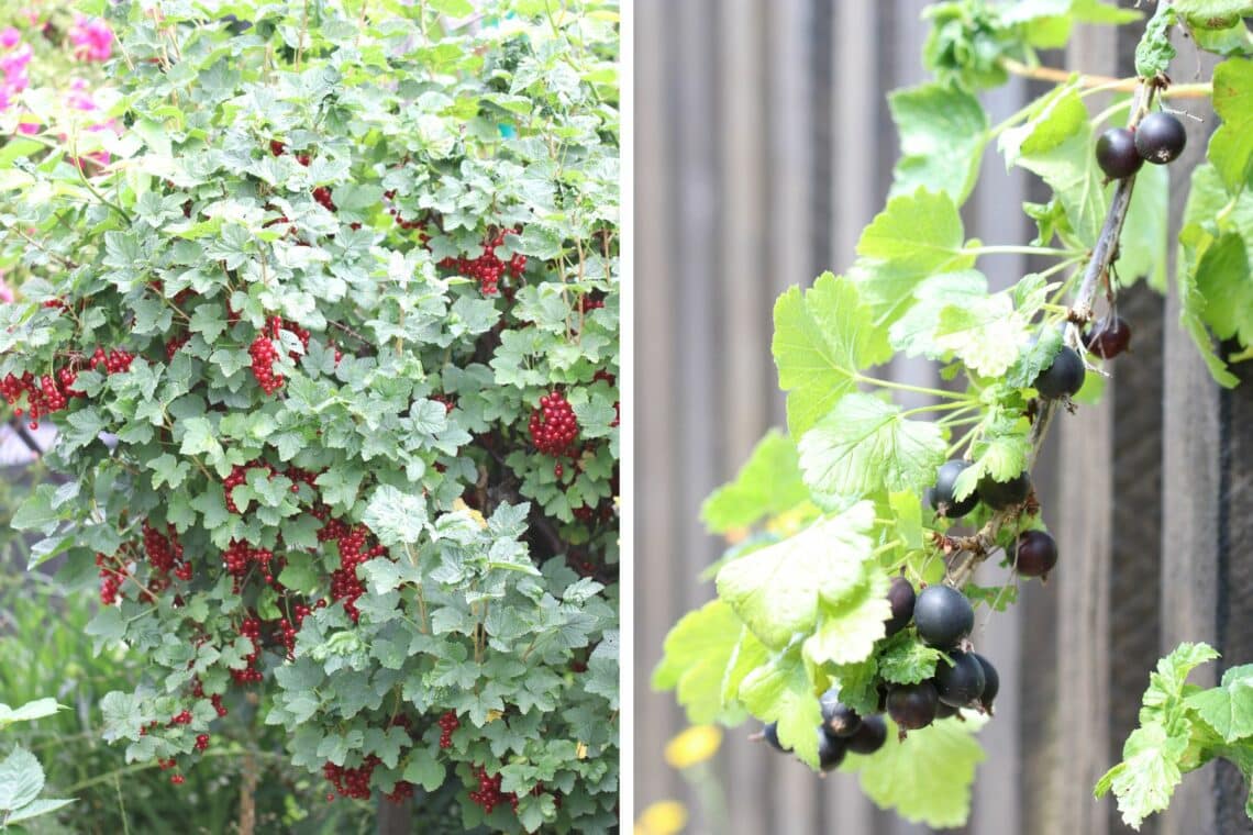 Rote Johannisbeeren (Ribes rubrum) und Schwarze Johannisbeeren (Ribes nigrum)