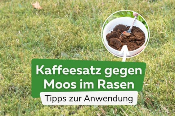 Kaffeesatz gegen Moos im Rasen