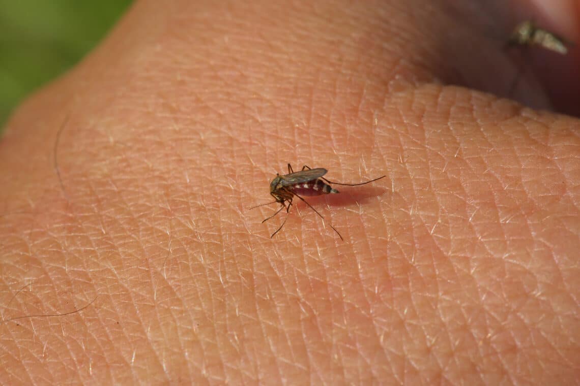 Mücke sitzt auf der Haut
