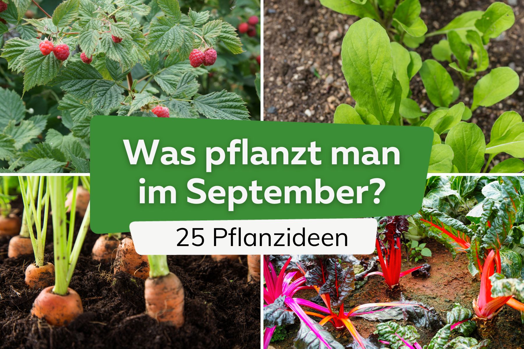 Was pflanzt man im September? 25 Pflanzideen