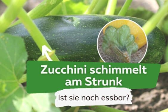Zucchini schimmelt am Strunk