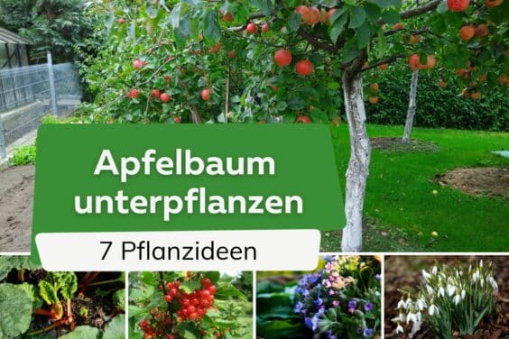 Apfelbaum unterpflanzen: 7 Ideen