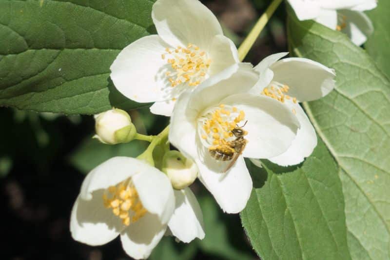 Biene an Blüte des Duftjasmins
