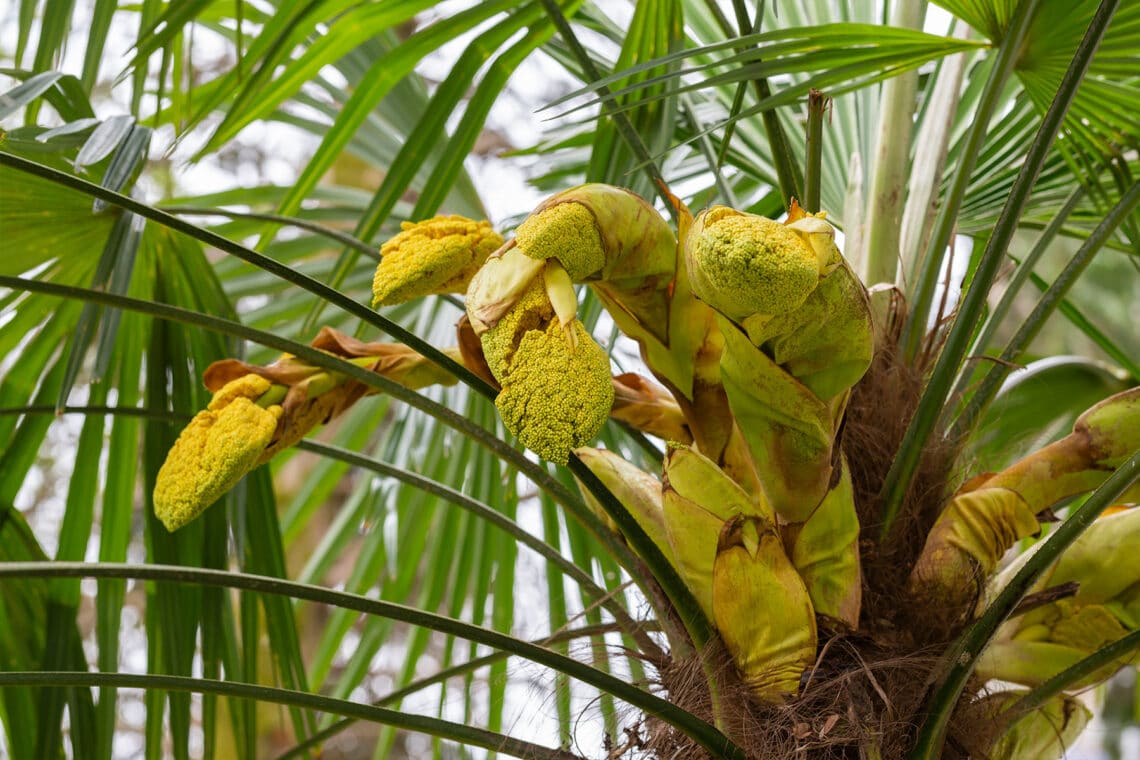 Hanfpalme (Trachycarpus fortunei)