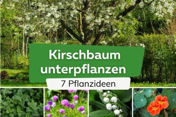 Kirschbaum unterpflanzen: 7 Pflanz-Ideen