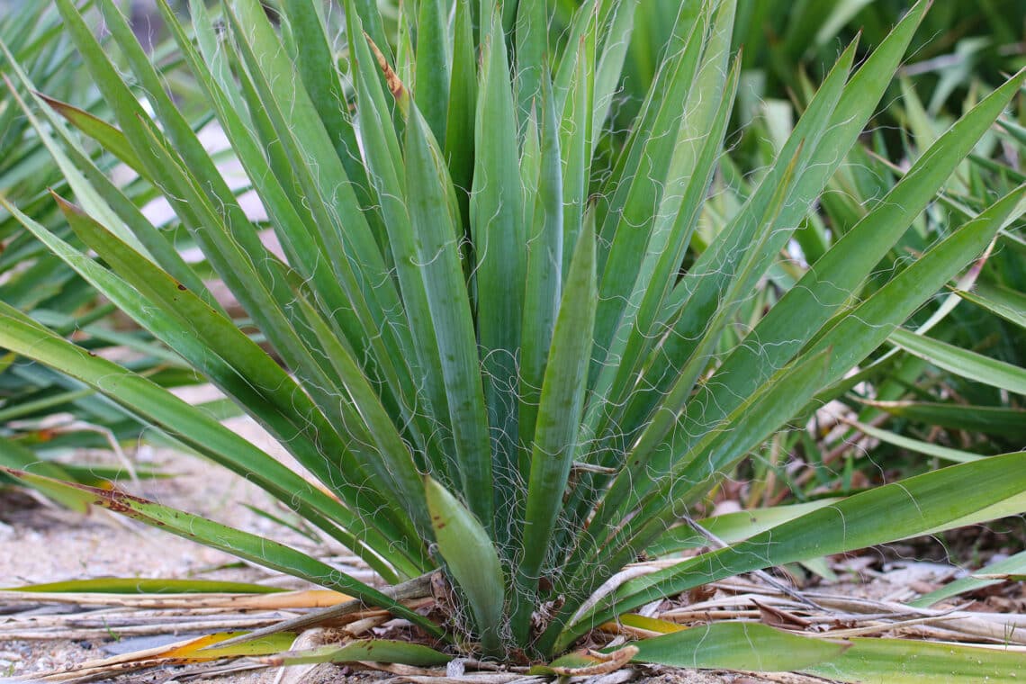 Palmlilie (Yucca filamentosa)