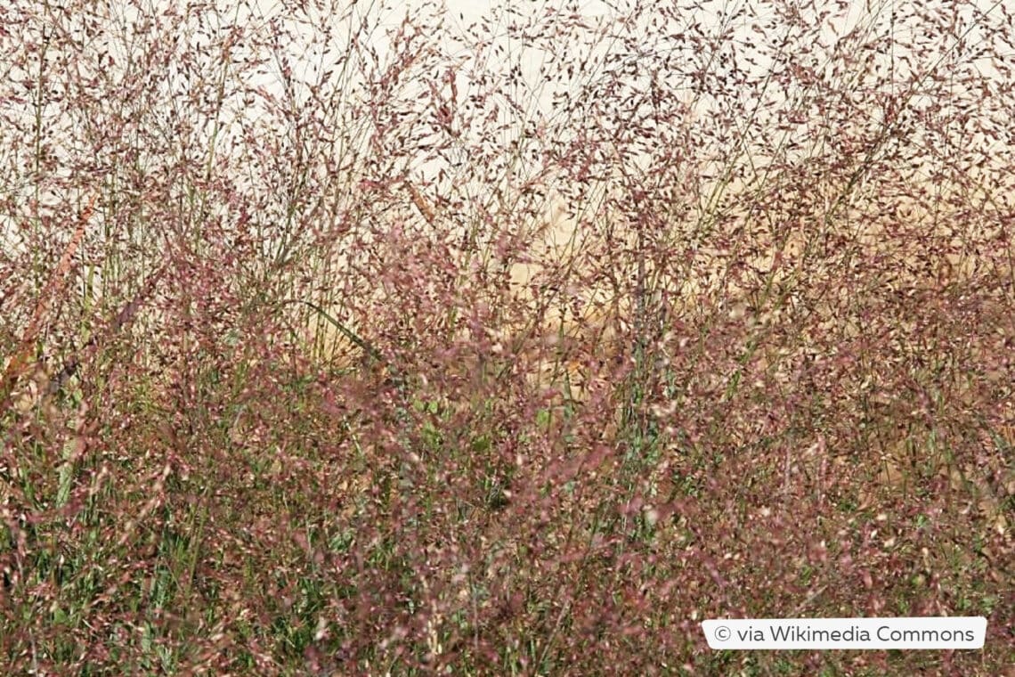 Rutenhirse (Panicum virgatum 'Rotstrahlbusch')