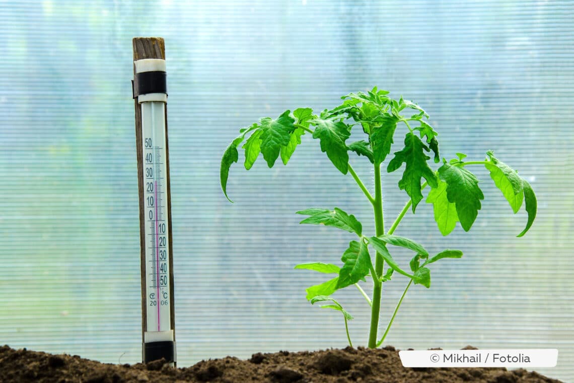 Tomantenpflanzen im Gewächshaus überwintern, mit Thermometer