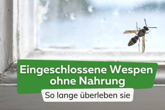 Wie lange überleben eingeschlossene Wespen ohne Nahrung? - Wespe am Fenster