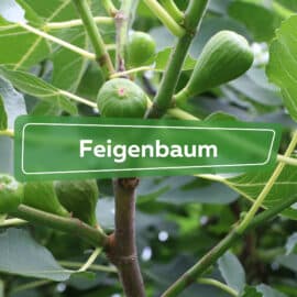 Feigenbaum