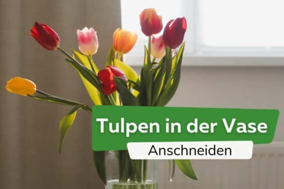 Tulpen in der Vase: so geht das Anschneiden