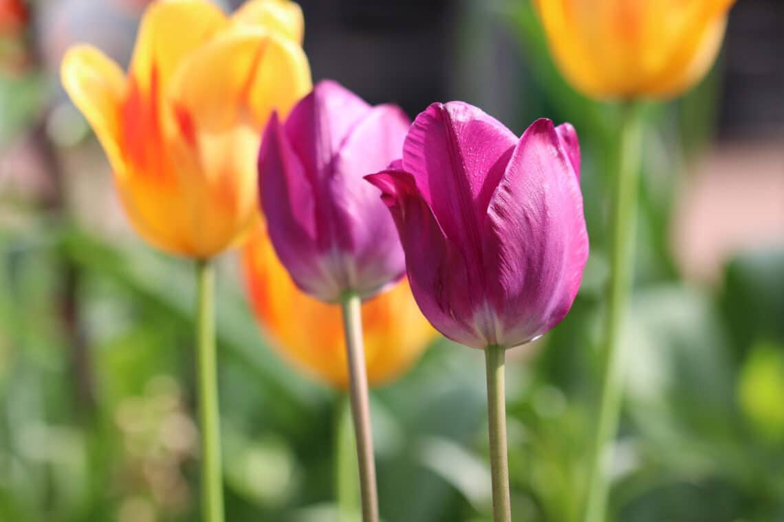 Tulpen (Tulipa) im Garten
