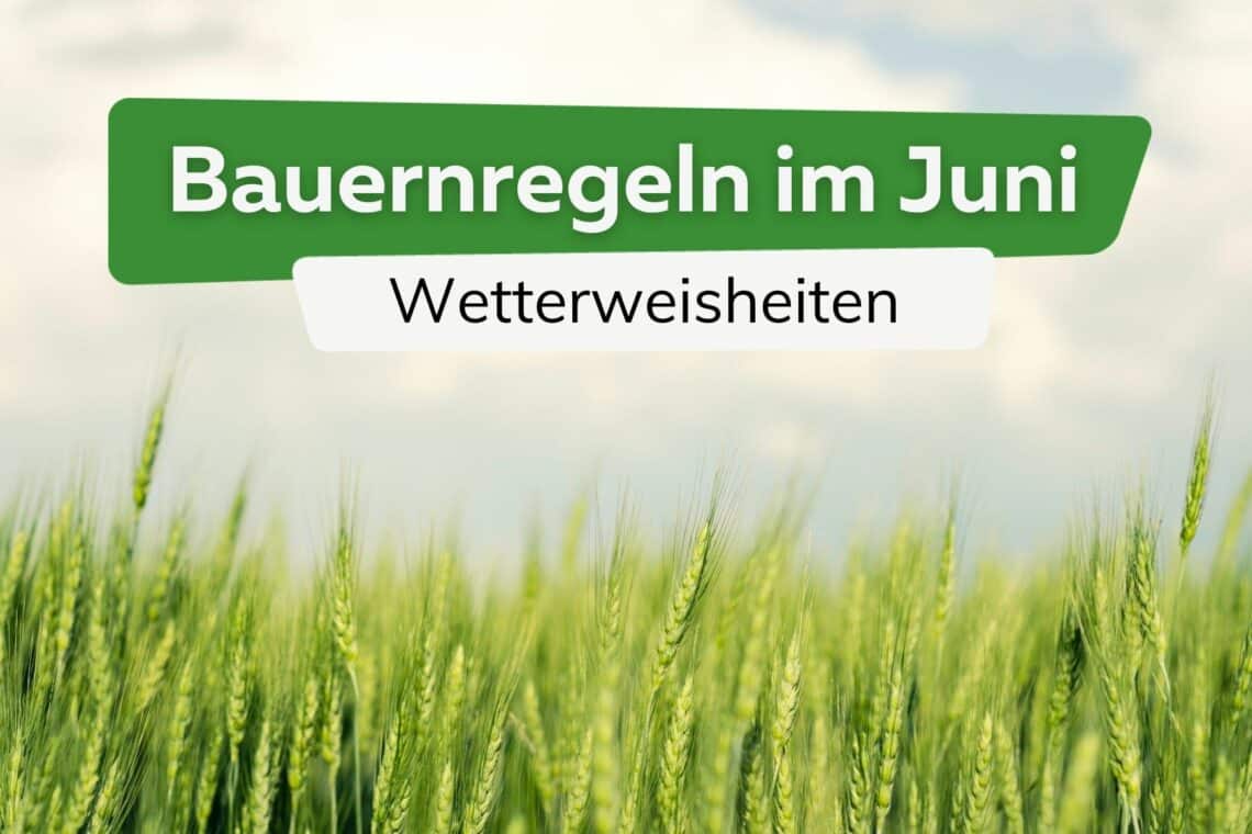 Bauernregeln im Juni: Wetterweisheiten für die spätere Ernte
