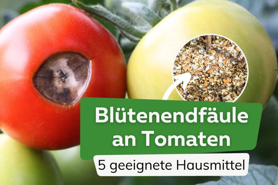 Hausmittel gegen Blütenendfäule bei Tomaten