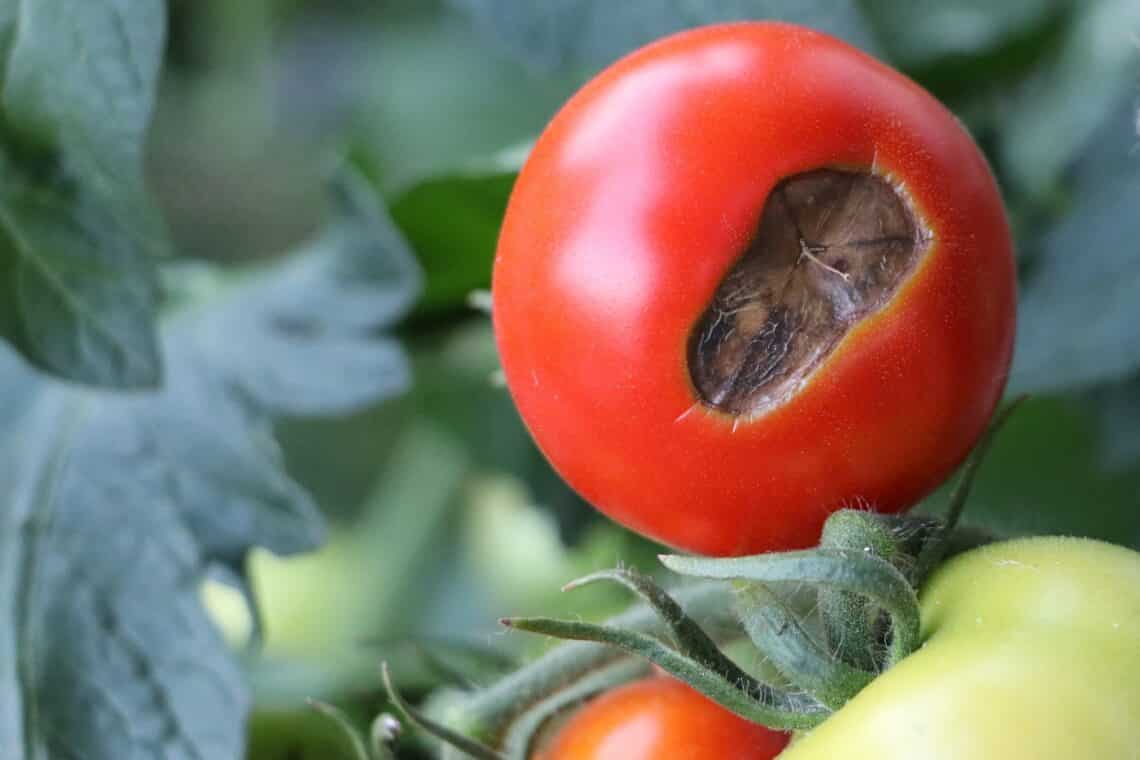 Blütenendfäule an Tomate