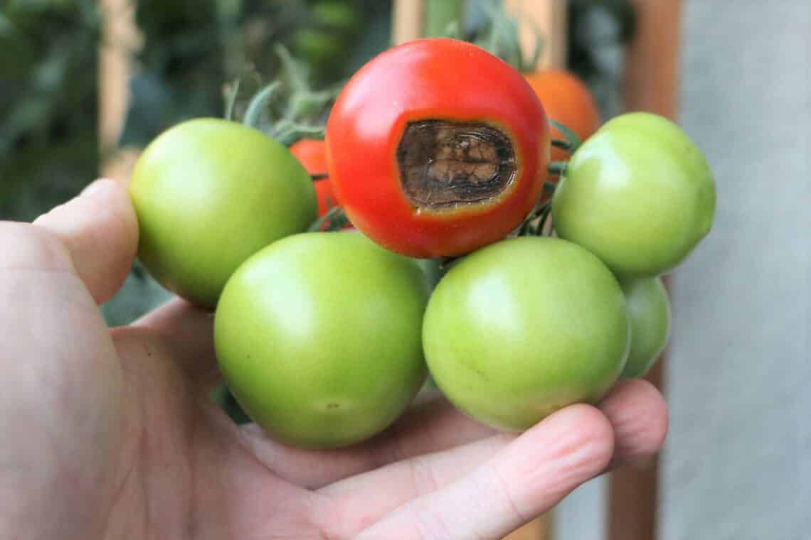 Hand hält Tomaten mit Blütenendfäule