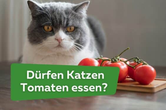 Dürfen Katzen Tomaten essen?