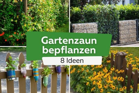 Gartenzaun bepflanzen: 8 Ideen