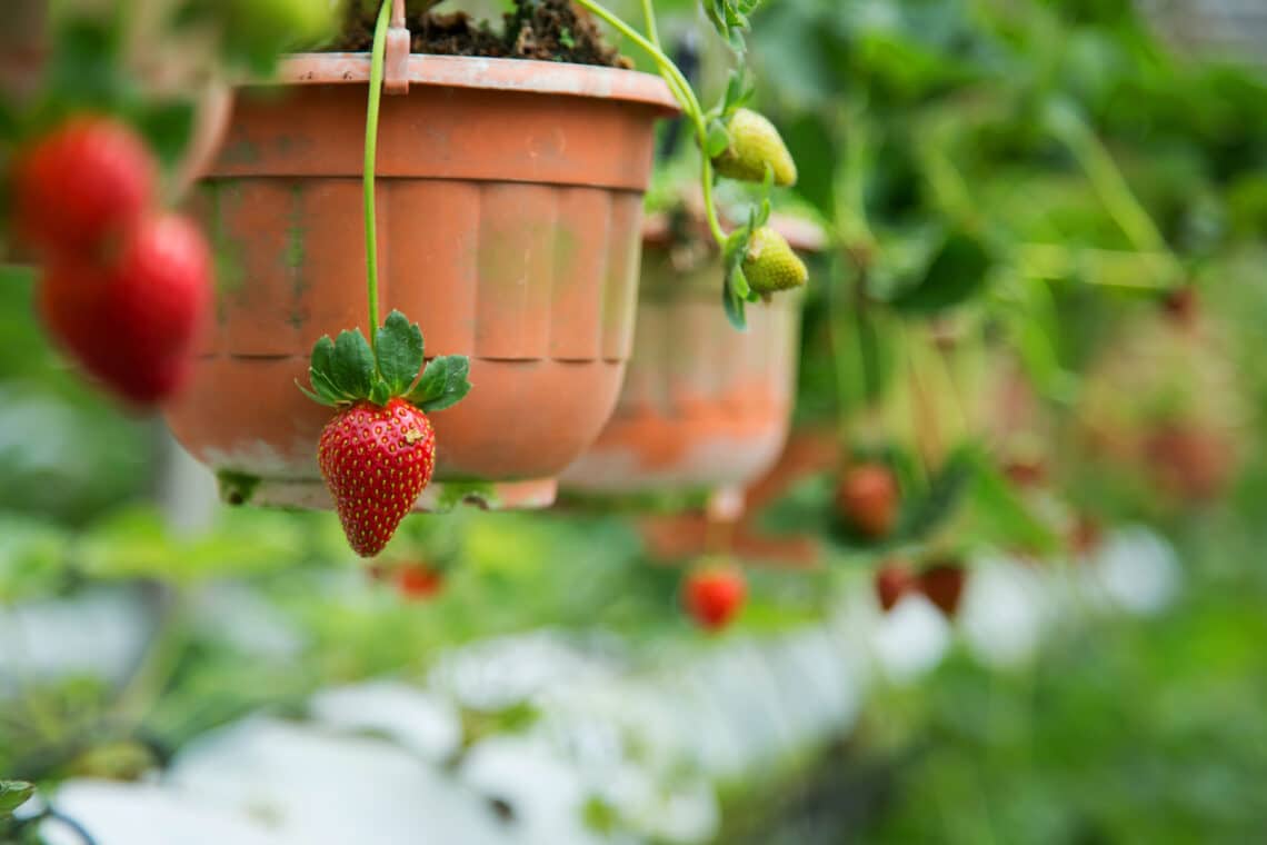 Hängende Erdbeere im Topf