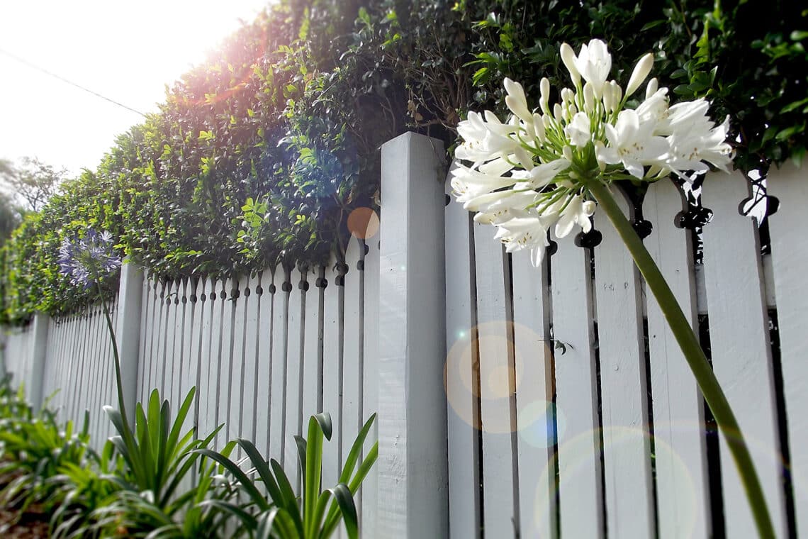 Heckenpflanze am Zaun als Sichtschutz