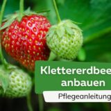 Klettererdbeeren anbauen Titel