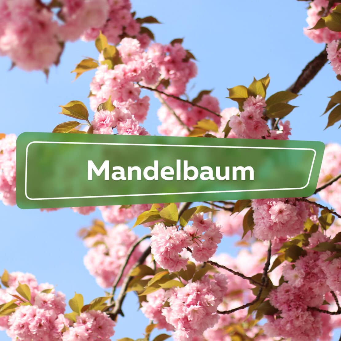 Mandelbaum