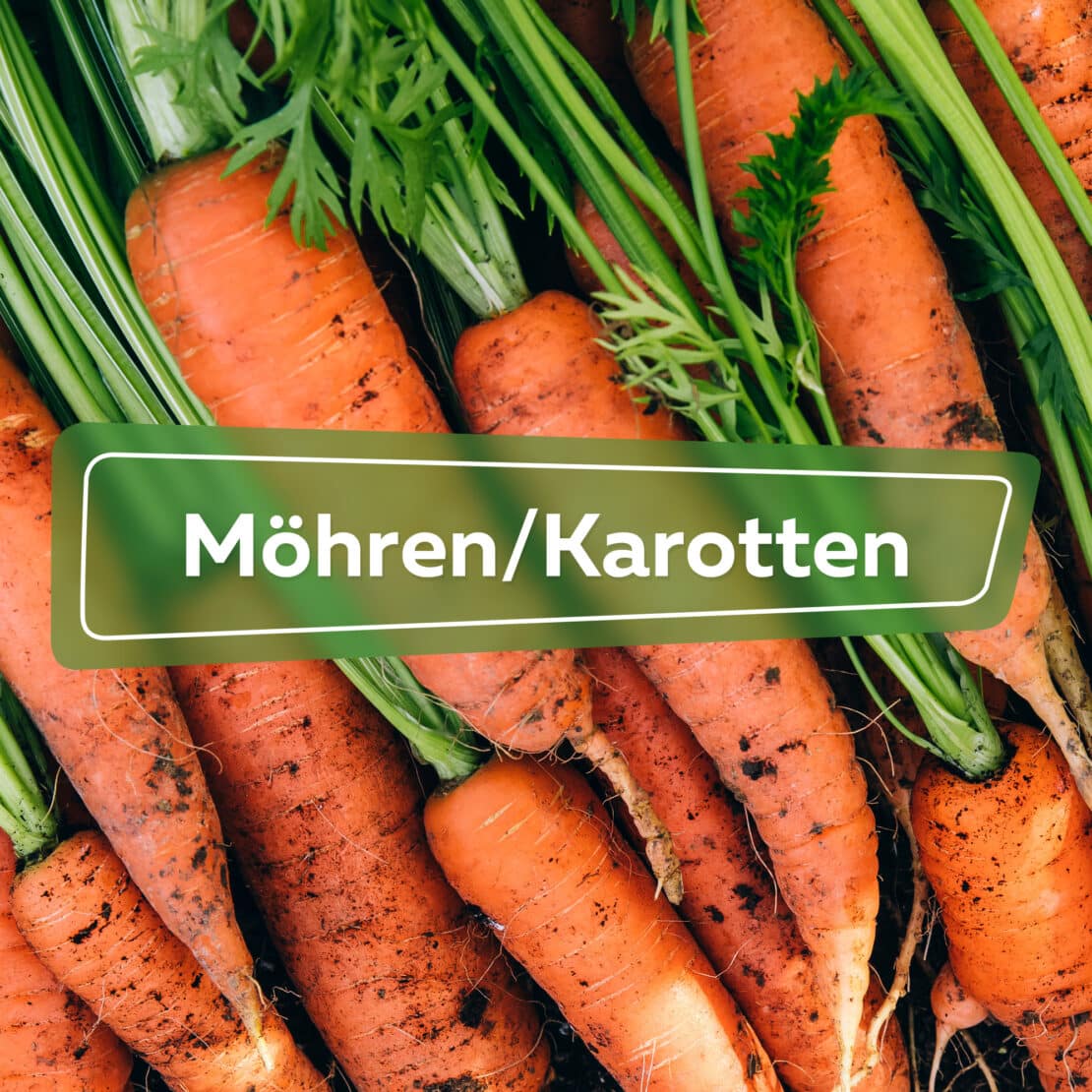 Möhren/Karotten