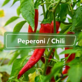 Peperoni / Chili
