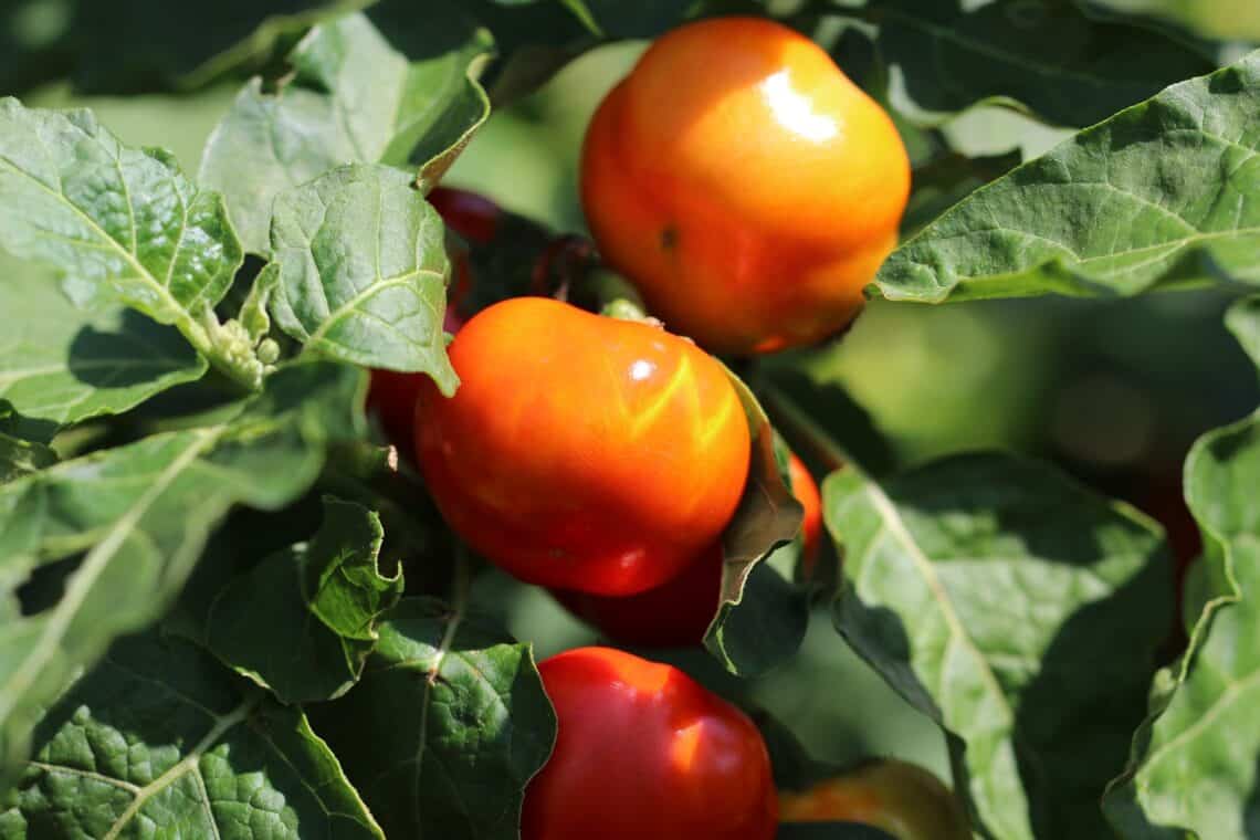 Tomatenpflanze in der Sonne mit vielen Früchten