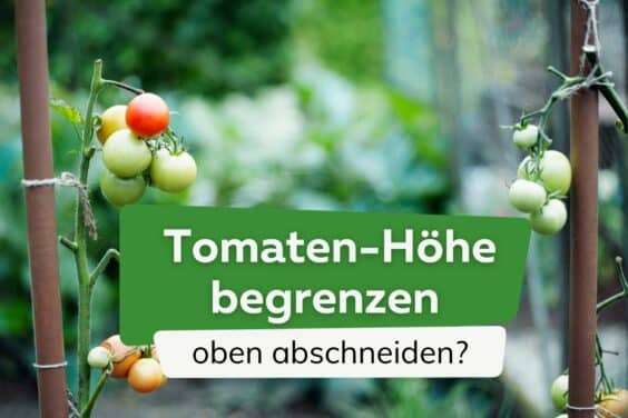 Tomaten-Höhe begrenzen: oben abschneiden?