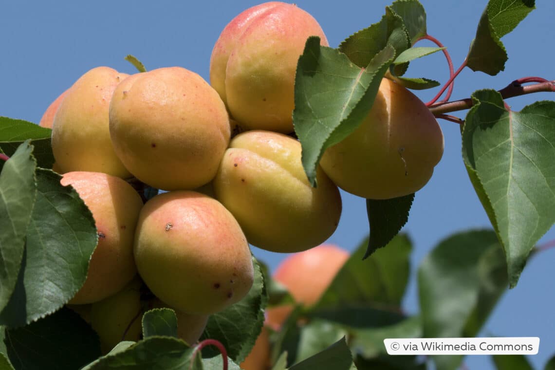 Aprikosen (Prunus armeniaca)