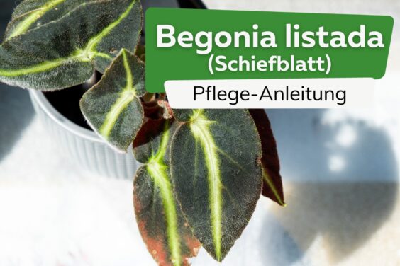 Begonia listada, Schiefblatt