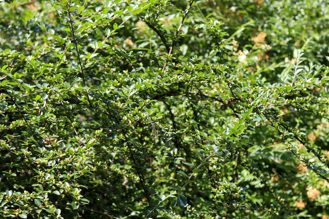 Breite Strauchmispel (Cotoneaster divaricatus)