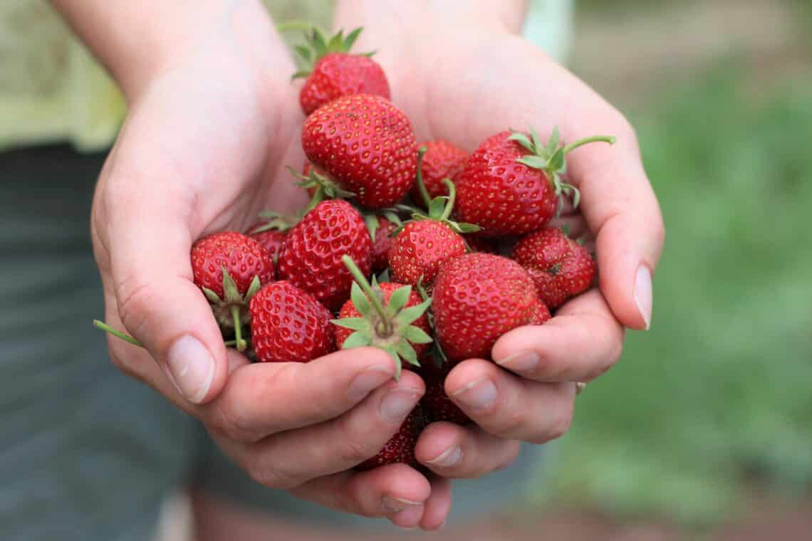 Hände voller frisch geernteter Erdbeeren