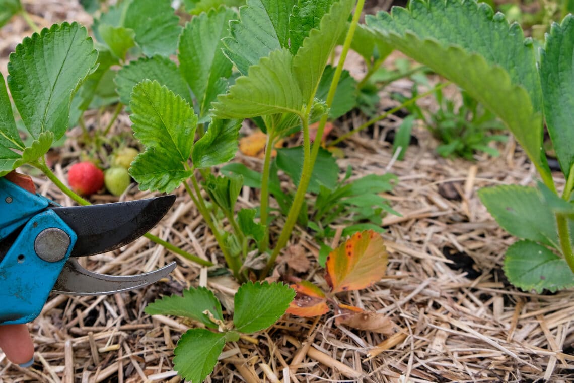 Erdbeerpflanze Ranken mit Gartenschere entfernen