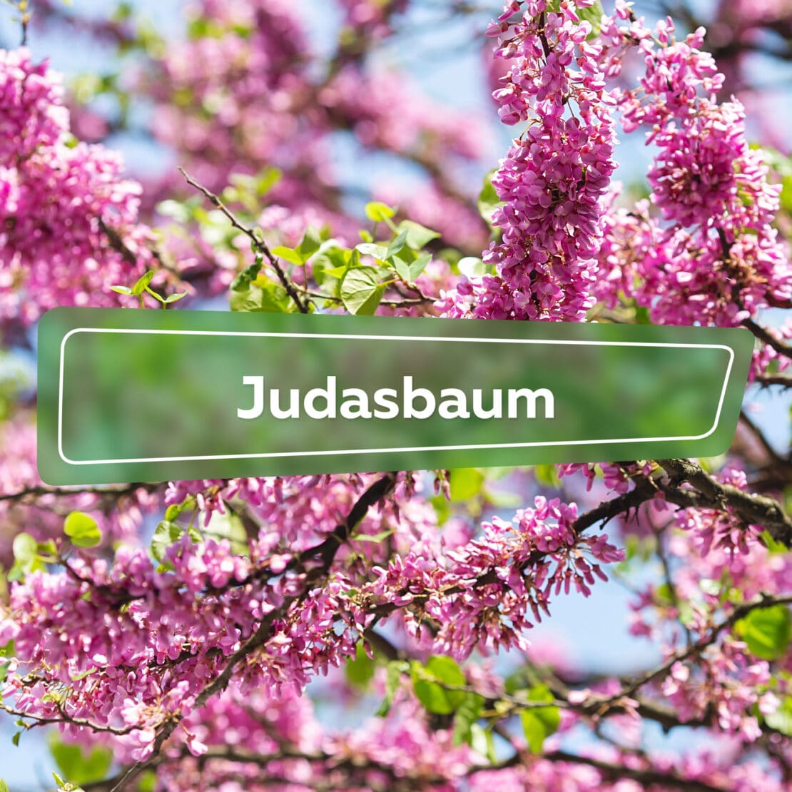 Judasbaum