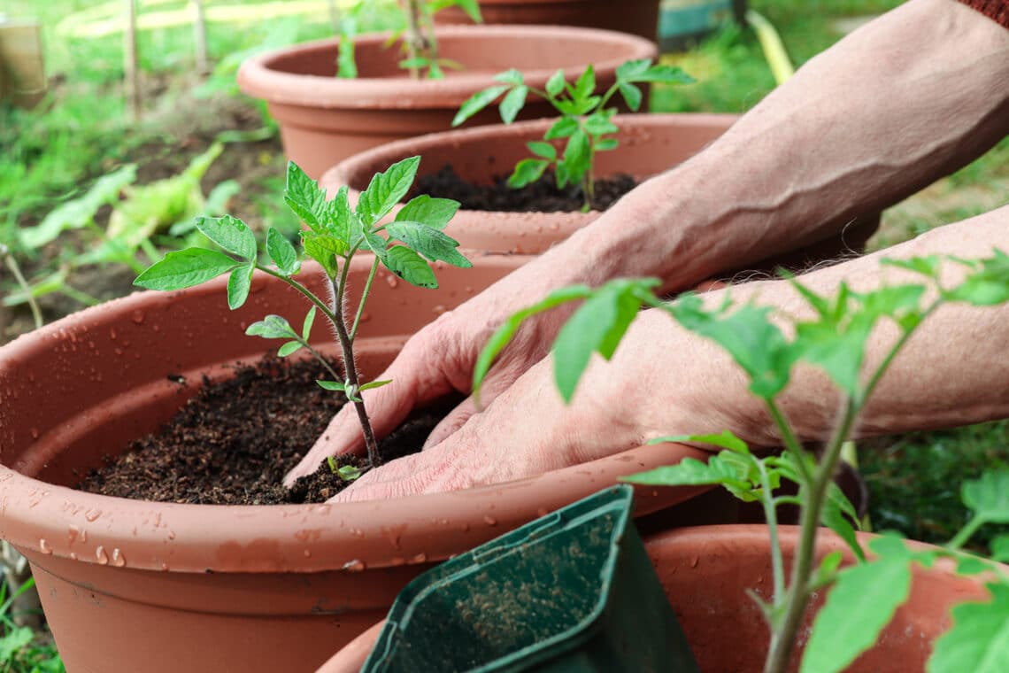 Junge Tomatenpflanze im Topf gepflanzt