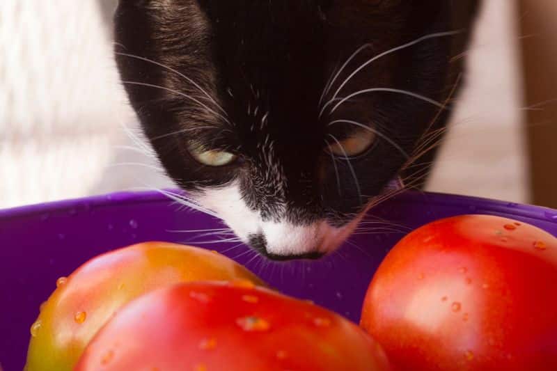 Katze schnuppert an Tomate