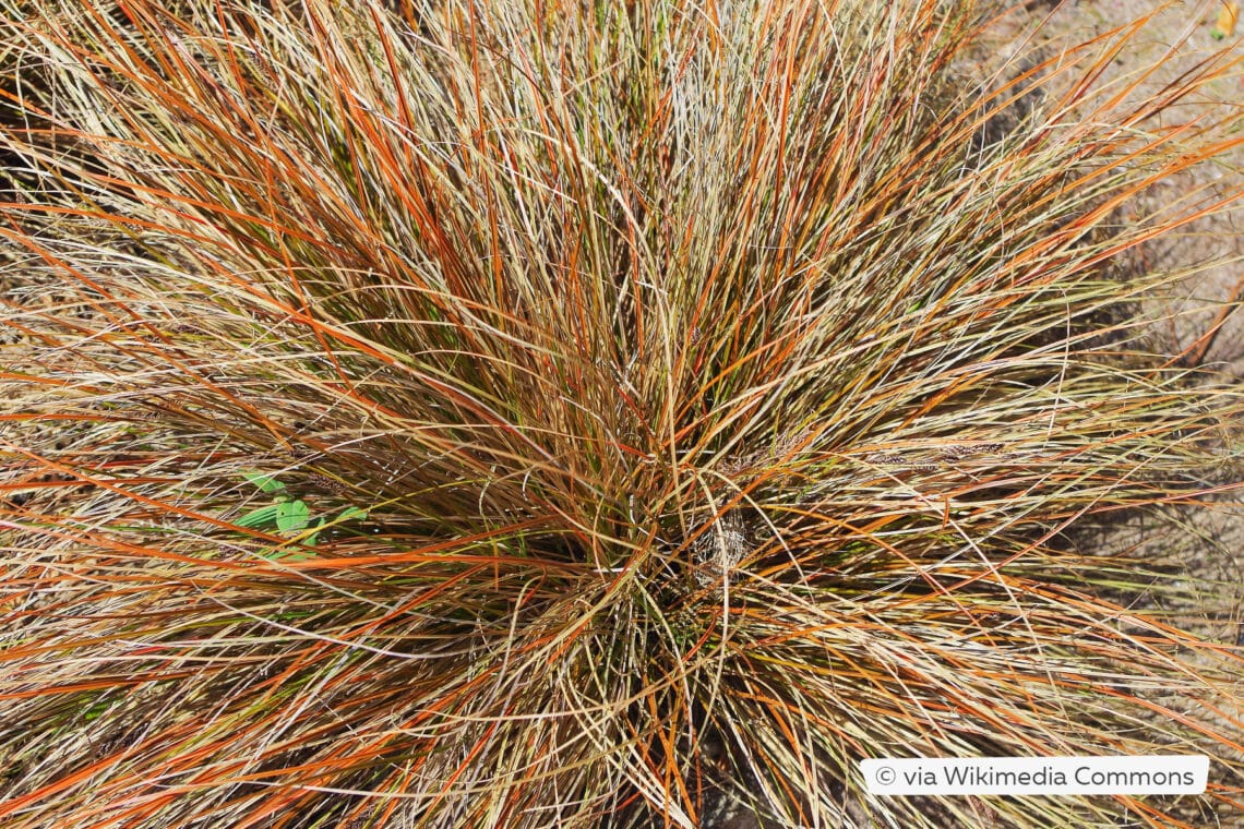 Neuseeland-Segge (Carex comans)