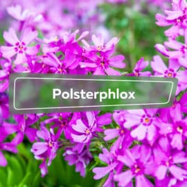 Polsterphlox
